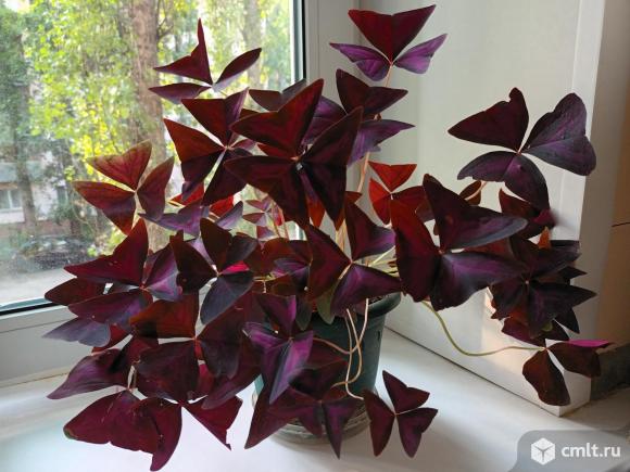 Оксалис (кислица). Фото 1.