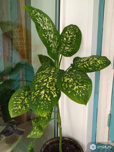 Диффенбахия. Фото 1.