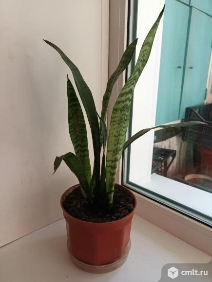 Сансевиерия зейланика. Фото 1.