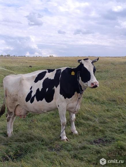 Продам корову. Фото 1.