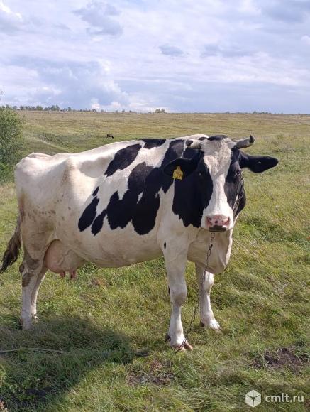 Продам корову. Фото 3.