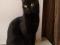 Котенок подросток черного окраса (девочка). Фото 1.