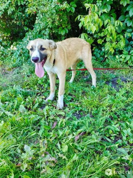 Собака в добрые руки. Фото 1.