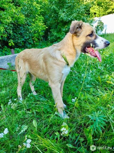 Собака в добрые руки. Фото 5.