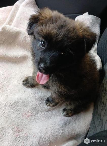 Щенок Джессика в добрые руки. Фото 1.