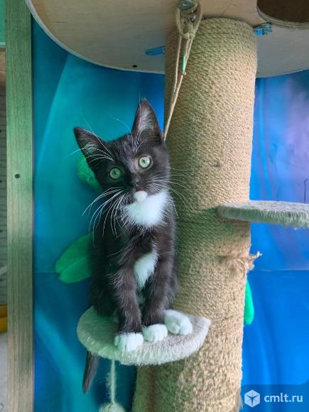 Котенок Матильда ищет дом. Фото 1.