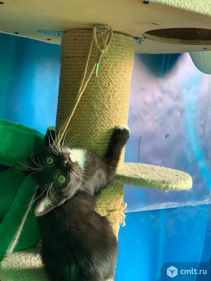 Котенок Матильда ищет дом. Фото 4.