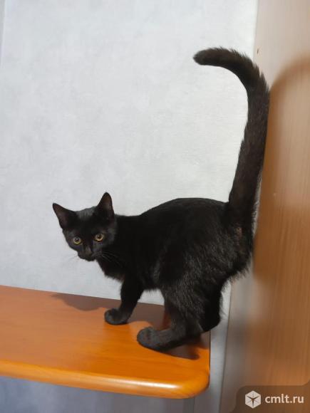 Продаются котята мейн-кун и бурманской кошки. Фото 1.