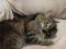 Продаются котята мейн-кун и бурманской кошки. Фото 2.