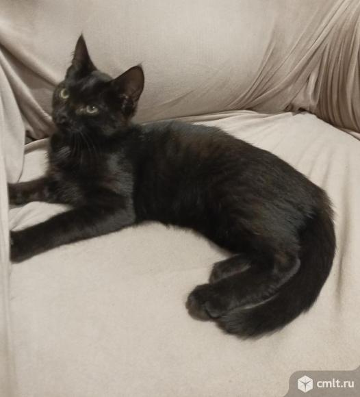 Продаются котята мейн-кун и бурманской кошки. Фото 5.