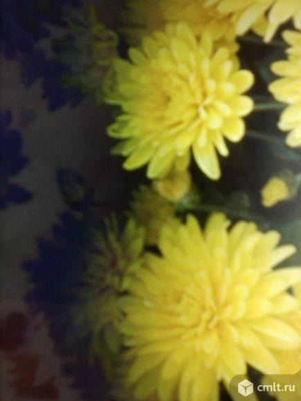Желтая хризонтема. Фото 1.