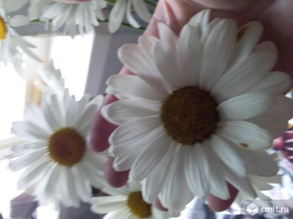 Ромашка гигант.. Фото 1.