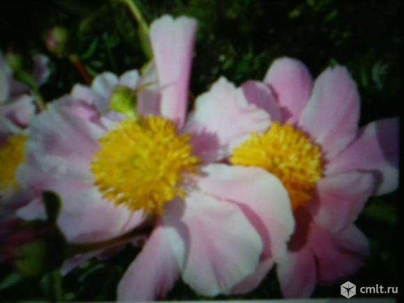 Пионы.. Фото 1.