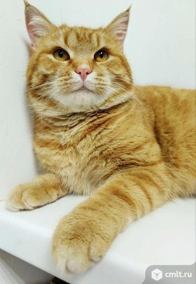 Кот Аспирин ищет дом. Фото 1.