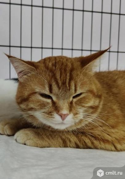 Кот Аспирин ищет дом. Фото 6.