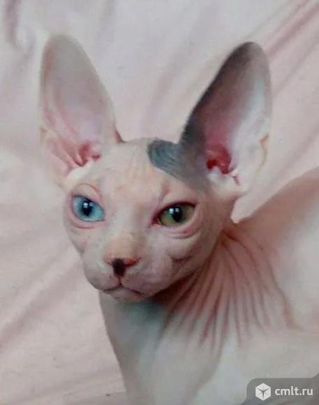 Вязка, цветная гетерохромия. Фото 1.