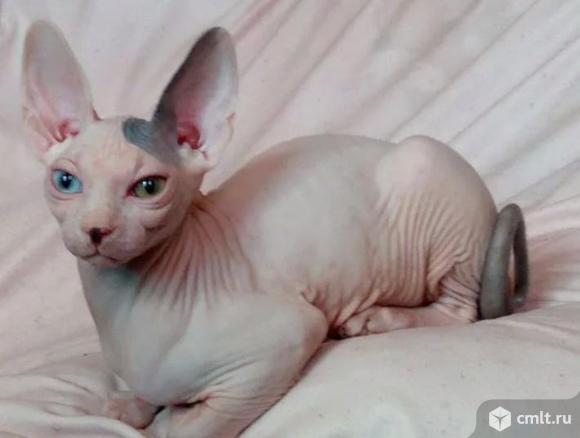 Вязка, цветная гетерохромия. Фото 2.