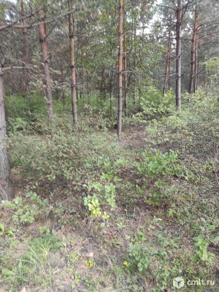 Сомово, Большая семья СНТ. 15 соток, рядом сосновый лес, р. Фото 1.