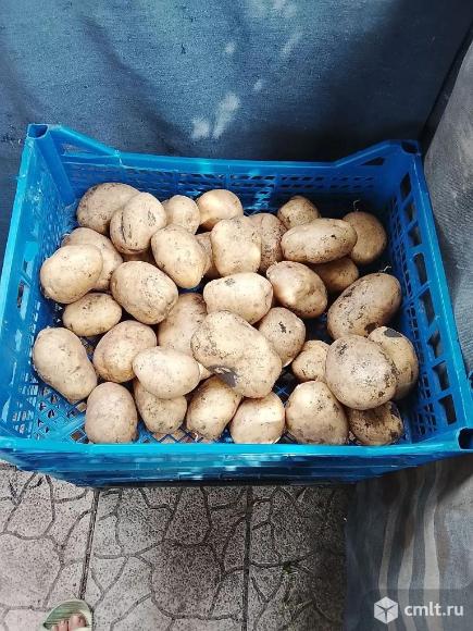 Продам домашний картофель. Фото 1.