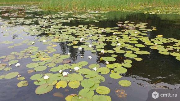 Участок 19 сот.. Фото 3.