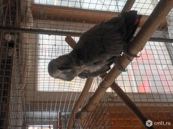 Попугай Жако. Фото 1.