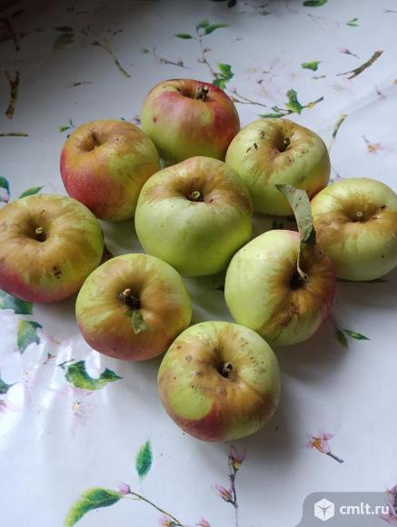 Яблоки и красная алыча со своего огорода. Фото 1.