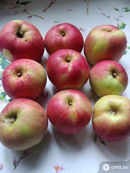 Яблоки и красная алыча со своего огорода. Фото 4.