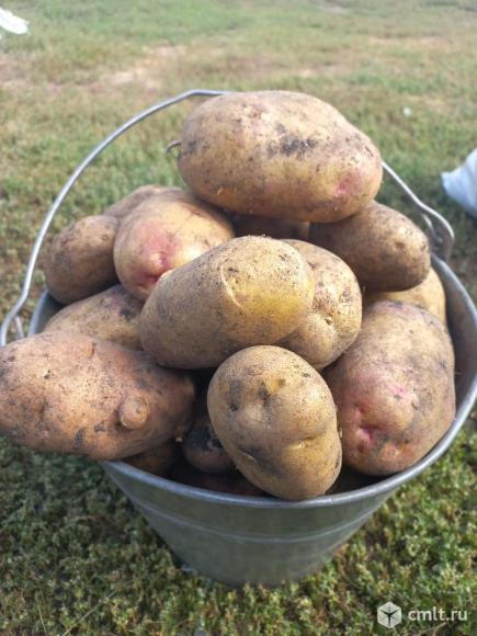 Продам картофель. Фото 1.