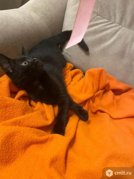 Котенок Пуговка ищет дом. Фото 5.