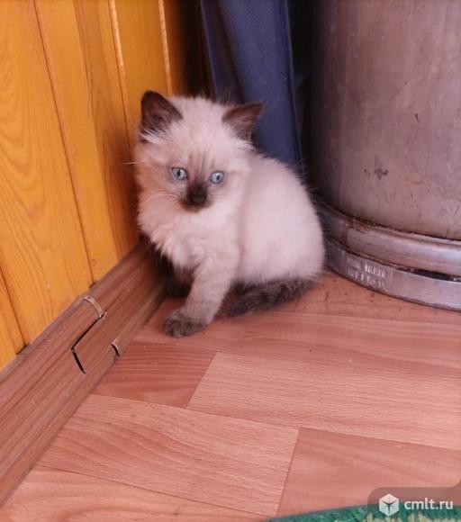 Котята девочки ищут дом. Фото 1.