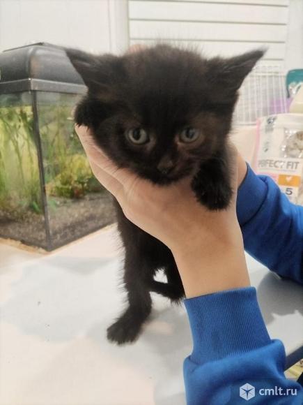 Котята девочки ищут дом. Фото 5.