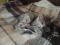 Котёнок в подарок. Фото 2.