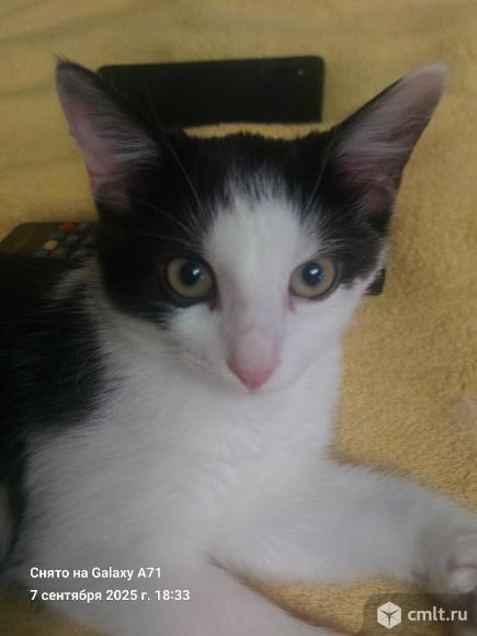 Чёрно-белый Кот в хорошие руки. Фото 1.