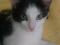 Чёрно-белый Кот в хорошие руки. Фото 1.