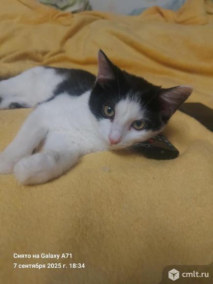 Чёрно-белый Кот в хорошие руки. Фото 5.