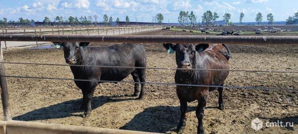 Рабочий по уходу за животными. Фото 1.