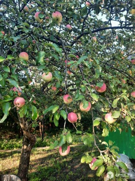 Дача 50 кв.м, Дальние сады. Фото 10.