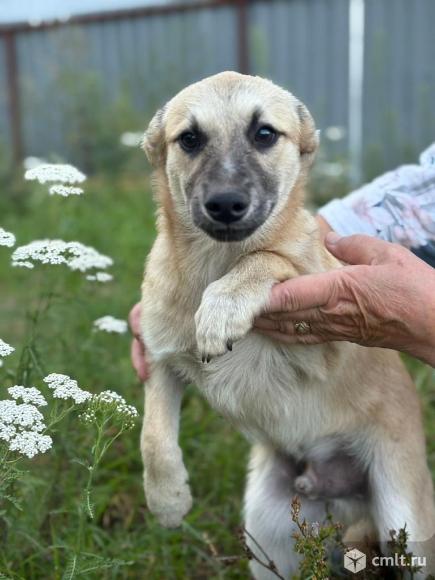 Щенок Максик ищет дом. Фото 1.