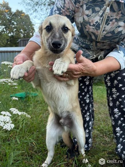 Щенок Максик ищет дом. Фото 5.