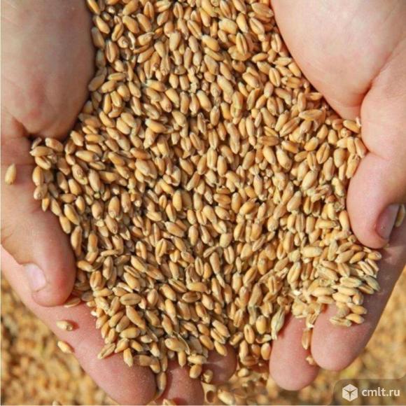 Пшеница 800кг. Фото 1.