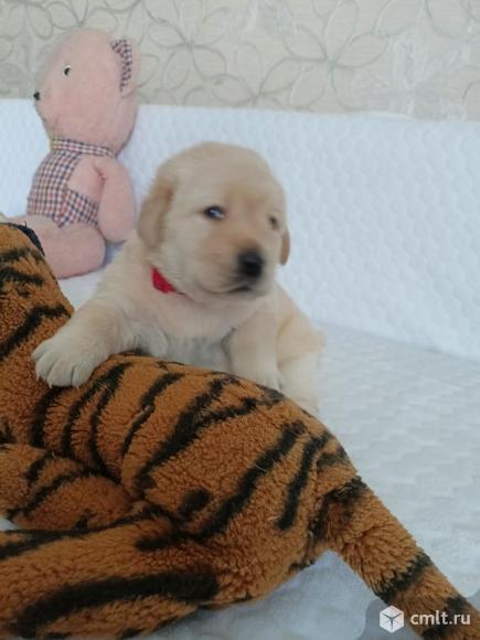 Щенок. Фото 1.