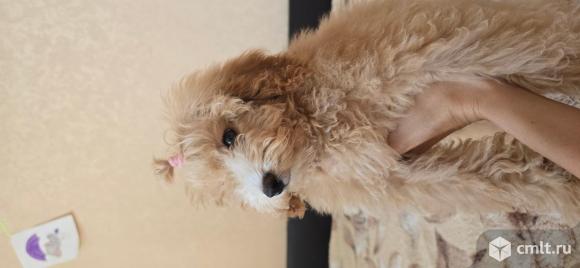 Щенок мальтипу девочка. Фото 1.