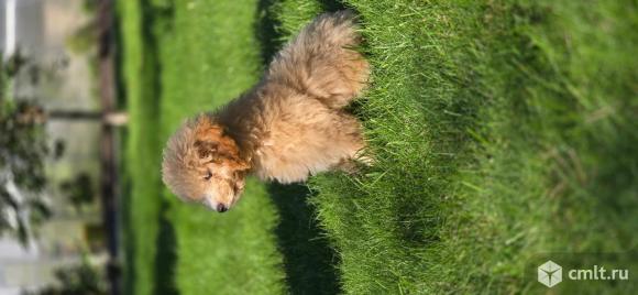 Щенок мальтипу девочка. Фото 4.