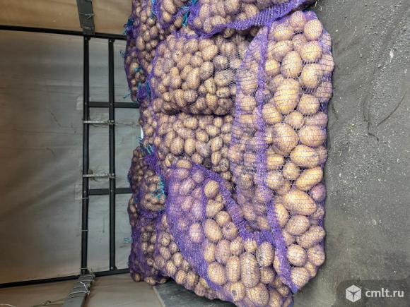 Картошка домашняя. Фото 1.