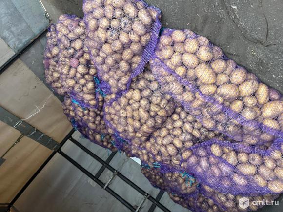 Картошка домашняя. Фото 2.
