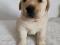 Щенок. Фото 1.