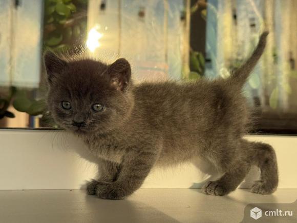 Британские котята. Фото 1.