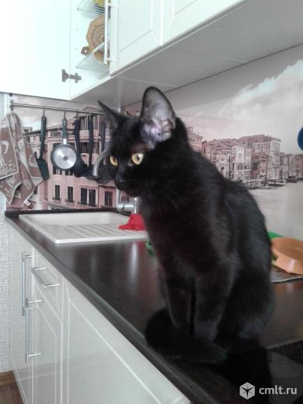 Молодая кошечка черного окраса в добрые руки. Фото 1.