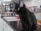 Молодая кошечка черного окраса в добрые руки. Фото 1.