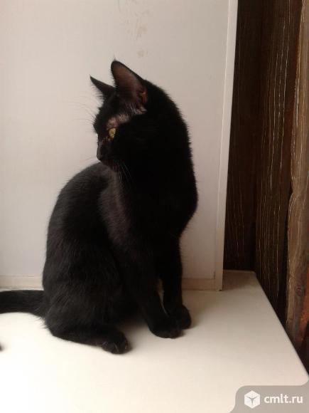 Молодая кошечка черного окраса в добрые руки. Фото 6.